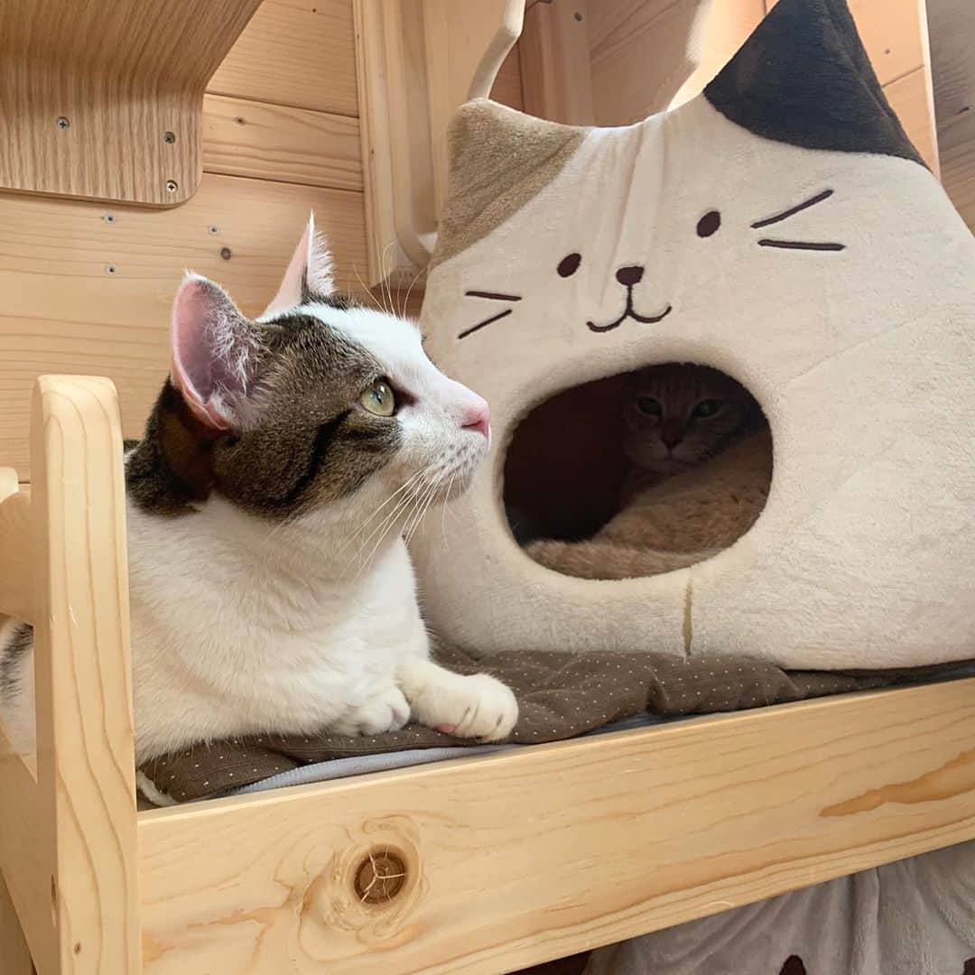 ひのき猫さんのインスタグラム写真 - (ひのき猫Instagram)「ひの姉さんの傍がいいのかい？」11月6日 22時19分 - hinoki.cute.kitten