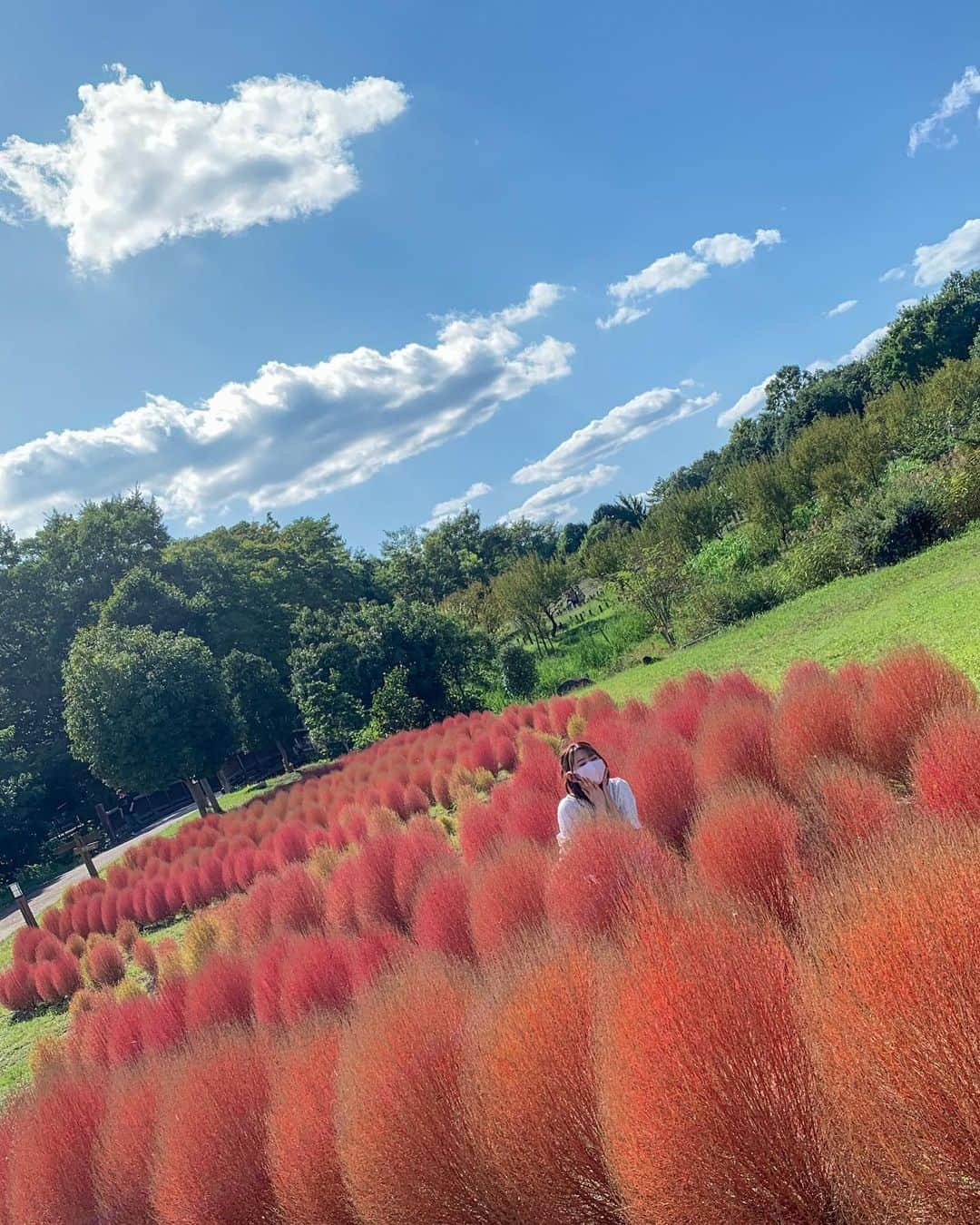 松本ルナのインスタグラム：「1ヶ月前に行った馬見丘陵公園のコキア❤️﻿ ﻿ コキアに埋もれたいという願望が叶いました。﻿ ﻿ しかし皆さんがお気付きの通り…﻿ ﻿ 1枚目、2枚目と目を瞑っている…﻿ 開いた！と思ったら横を見ている…😑﻿ ﻿ これが松本クオリティーですよね🤟🏻💓﻿ ﻿ #来年リベンジ #調子悪い日 という事で #松本を探せ #コキアに埋もれたい  #奈良 #奈良観光 #緑 #コキア  #ホウキギ #公園 #芸術 #馬見丘陵公園  #秋 #11月 #毎日大切に  #勝手に観光大使 #勝手に奈良観光大使  #目に優しいインスタ #ルナマップ  #nara #narajapan #nära #park  #art #green #フォロワーさんが減りませんように #フォロワーさんに感謝 #🙏 笑」