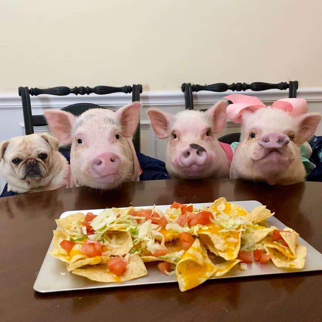 Priscilla and Poppletonさんのインスタグラム写真 - (Priscilla and PoppletonInstagram)「Nacho average lunch bunch...Happy #NationalNachoDay everyone!🐷💛#piggingout #Pigtailthepug #PoseyandPink #PiggyPenn #PrissyandPop」11月6日 22時31分 - prissy_pig