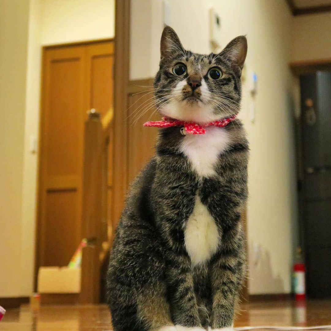 takegaeruのインスタグラム：「久しぶりにデジカメで撮影📸 てんちゃんもちょっと緊張気味😄 #猫 #cat #よもねこ #よもぎねこ #キジトラ #きじとら #G7X」