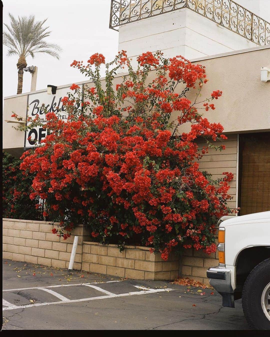 AnOther Magazineさんのインスタグラム写真 - (AnOther MagazineInstagram)「#FridayFlowers – an explosion of red blooms in Palm Springs California 🌹⁠⠀ ⁠⠀ RG @isaacmarleymorgan 🔁」11月6日 22時37分 - anothermagazine