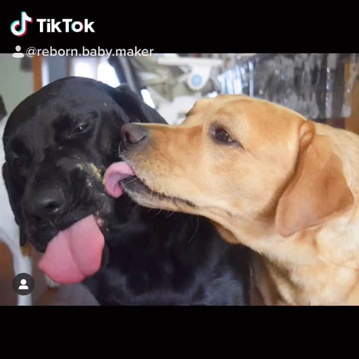 Jake And Gingerのインスタグラム：「Thru the years 🥰 Love you always! #labsofinstagram #labs #marriedlife #married #petsofinstagram #dogsofinstagram #dogs #lovers #talesofalab #tailsofalab #marriagegoals」