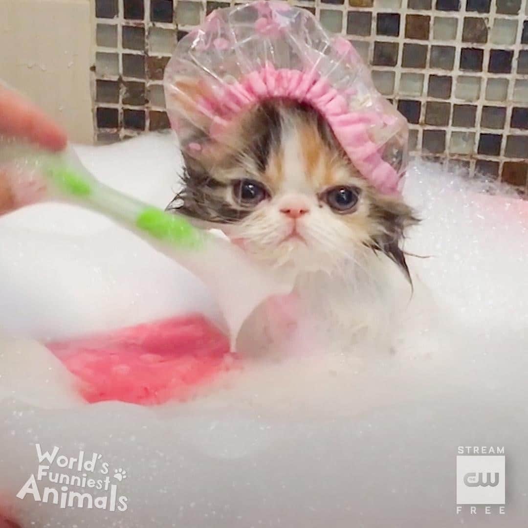 The CWさんのインスタグラム写真 - (The CWInstagram)「Self-care Friday. A new #WorldsFunniestAnimals airs tonight at 9/8c! Stream tomorrow free only on The CW.」11月6日 23時01分 - thecw