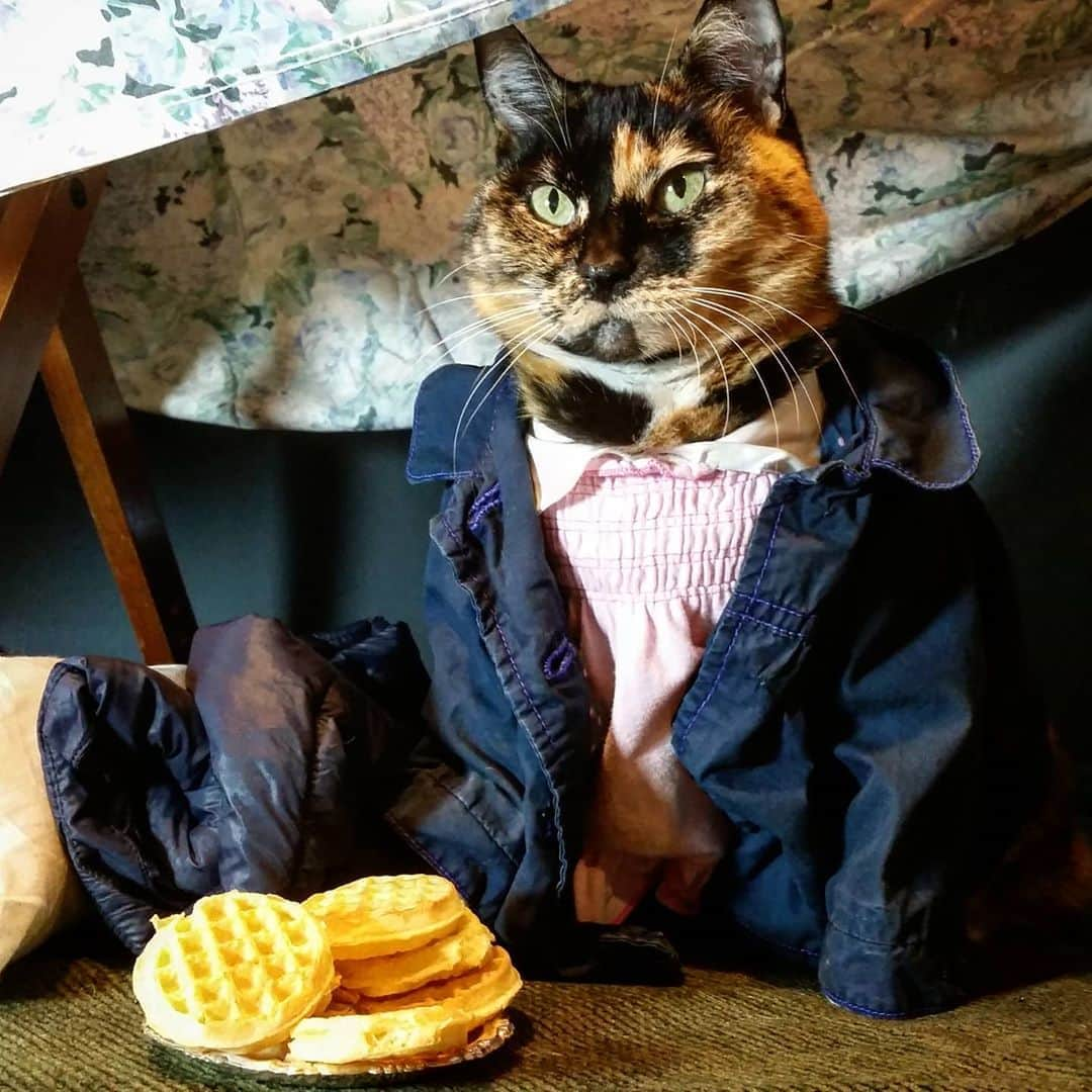 猫コスプレさんのインスタグラム写真 - (猫コスプレInstagram)「Every day should start with waffles.  #StrangerThingsDay #StrangerThings  . . . . . . . . . . #catcosplay #cosplay #cosplayer #cat #catcostume #catsinclothes #catsofinstagram #catstagram #petclothes #PetCostume #StrangePurrThings #strangerthingscosplay #eleven #11 #elevencosplay #netflix #waffles」11月6日 23時09分 - cat_cosplay