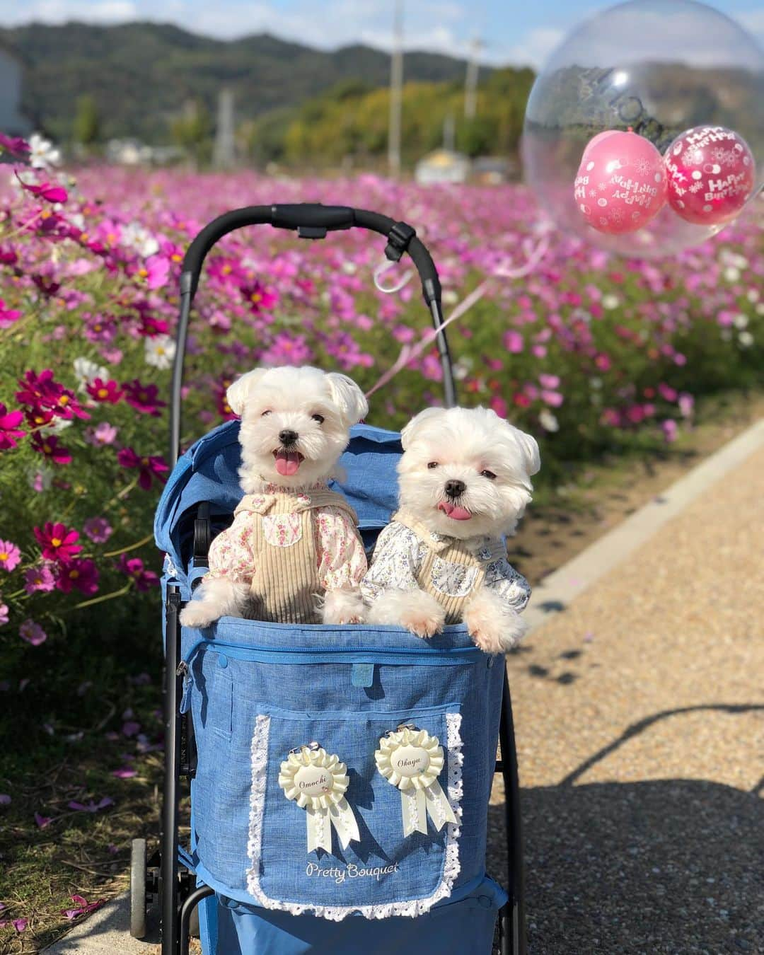 おかゆ & おもちのインスタグラム：「...🐶🎵🐶..・.🎉🎈 . . 奈良、斑鳩の里の秋...🌼 2日前、中宮寺跡のコスモス畑に、出かけました。 . こんなにキレイなコスモス畑で、もっちのお誕生日パレードもできたし😆、バースデーバルーンも飛ばさなかったし🎈、おかゆの脚も良くなって久しぶりにお散歩できたし🐾、可愛い @handmade_anmiiy さんのお洋服着て写真もいっぱい撮れたし、楽しかった〜😄👍 . . そして何より、ふたり🐶🐶のこの笑顔が見れたのが嬉しかったなぁ☺️💕 . . でも、斑鳩の里に、またまたもっちのワンコラが鳴り響いてました💦 . . . ❤︎ . . . #maltese #malteseofinstagram #happydog #dogsmile #doglove #doglover #dogstagram #instadog #lovedogs #ilovemydog #cutedog #dogoftheday #말티즈  . #okayusan #マルチーズ #犬バカ部 #白い犬 #わんこ #犬のいる暮らし #エブリドッグ  #みんなのわんこ #わんことお出かけ  #マルチーズ好き #peppyフォト部 #奈良犬 #west_dog_japan #ふわもこ部 #鼻ぺちゃ #コスモス畑 #anmiiy」