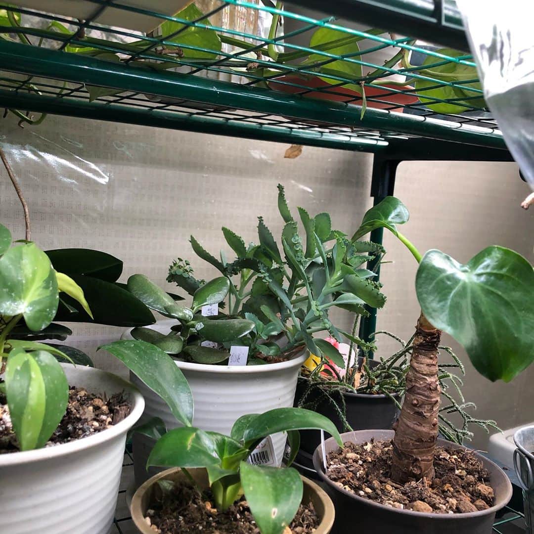いとうせいこうのインスタグラム：「コロナと猛暑が俺の植物観を変えてしまった。長年の反観葉主義者だったのに、室内のビニールハウスに次々と。百均出身多し。」
