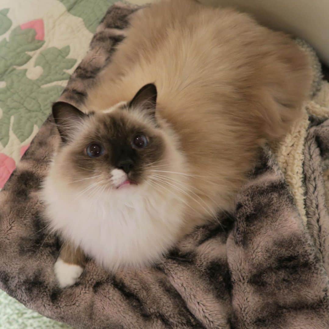 takegaeruのインスタグラム：「ランもモフってきたね〜🙂❤️ #cat #猫 #ragdoll #ラグドール #ホワイトポッチーズ」