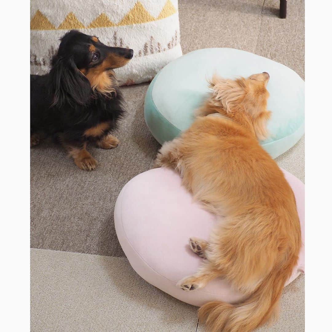 Sora Momoさんのインスタグラム写真 - (Sora MomoInstagram)「このクッションもものじゃないんですか？🐶🐾🐶 ☺︎ お姉ちゃんがもものお誕生日プレゼントに買ってきたクッション (まだお誕生日じゃないんだけど💦) ちゃっかりそらが乗っちゃって これもものじゃないの？ もものがないんですけど って言ってるみたいでしょ😆 ☺︎ ももがそう言ってる時も気持ちよさそうに寛ぐそら😂 ☺︎ #もものクッションですよ#夏にお気に入りだった#クールクッション#本当はお姉ちゃんのだったのに#ももが横取りしたよね#今度は#そらが横取り#しれっと寛ぐ#毎日笑える#仲良し#そらももも #ダックス#ミニチュアダックス #dachshund #miniaturedachshund」11月7日 0時05分 - teratera_sorapu_