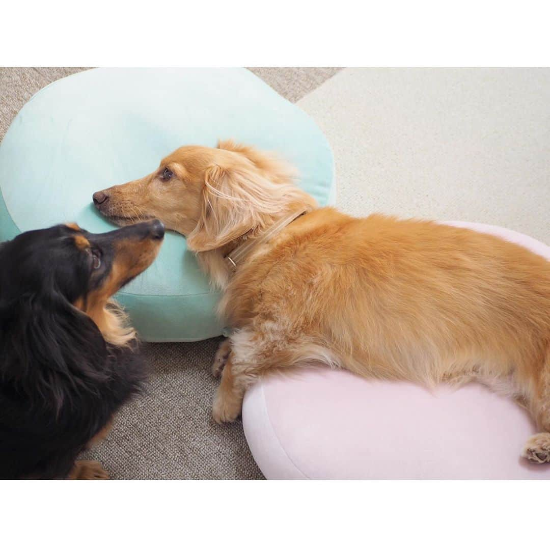 Sora Momoさんのインスタグラム写真 - (Sora MomoInstagram)「このクッションもものじゃないんですか？🐶🐾🐶 ☺︎ お姉ちゃんがもものお誕生日プレゼントに買ってきたクッション (まだお誕生日じゃないんだけど💦) ちゃっかりそらが乗っちゃって これもものじゃないの？ もものがないんですけど って言ってるみたいでしょ😆 ☺︎ ももがそう言ってる時も気持ちよさそうに寛ぐそら😂 ☺︎ #もものクッションですよ#夏にお気に入りだった#クールクッション#本当はお姉ちゃんのだったのに#ももが横取りしたよね#今度は#そらが横取り#しれっと寛ぐ#毎日笑える#仲良し#そらももも #ダックス#ミニチュアダックス #dachshund #miniaturedachshund」11月7日 0時05分 - teratera_sorapu_