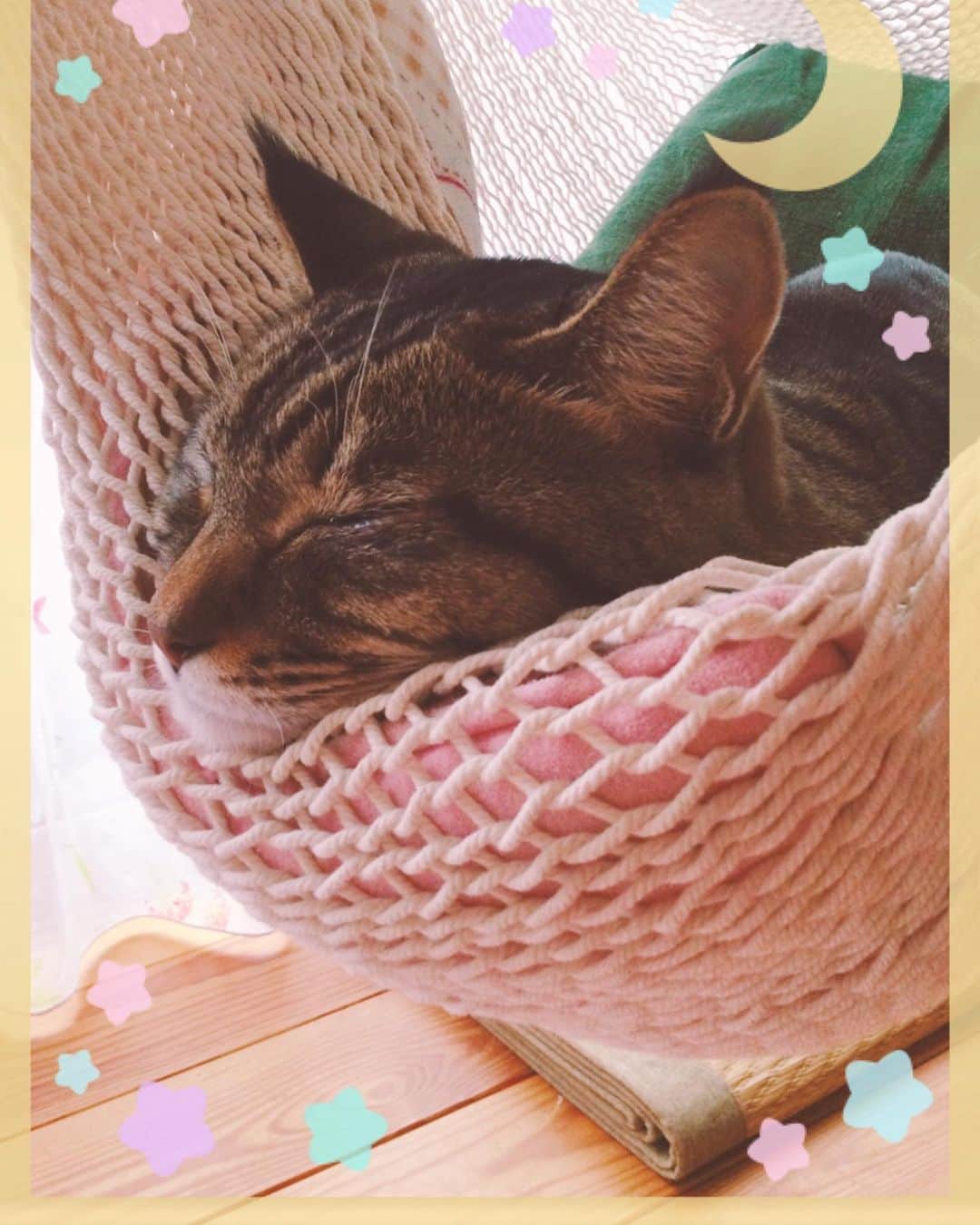 のインスタグラム：「ハンモックアゴ乗せスヤスヤ😽 たまらん💕」