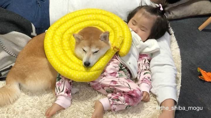 Moguのインスタグラム：「. 前回投稿の続きなの。 Nap time ①寝ちゃった2人 ②もぐの頭の重さで寝苦しそうなベビ子分 ③子分1による騒音に悩まされるもぐ ④顎枕を失うもぐ . @the_shiba_mogu  #柴犬 #shibainu #shiba#赤柴 #redshiba#犬 #dog#しばいぬ#nannydog#犬と子供#子供と犬#柴犬と子供#柴#赤ちゃんと犬#犬と赤ちゃん#柴犬と赤ちゃん#赤ちゃんと柴犬#柴犬のいる暮らし#子守犬」
