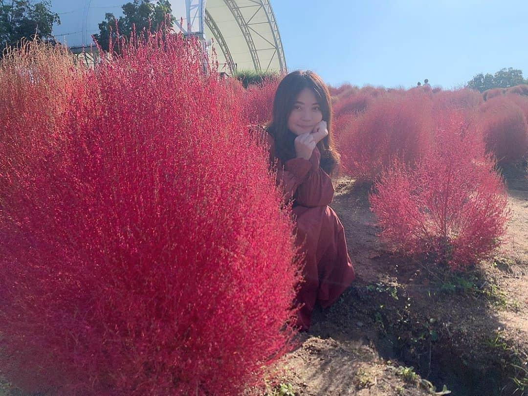 大井智保子さんのインスタグラム写真 - (大井智保子Instagram)「＇コキア＇っていうんだって 初めましてのかわいくって不思議なお花🍓 テラコッタよりのベリーカラーから、ベージュブラウンへのグラデーションが本当にきれいでした…🥺 . 秋の紅葉はこの色になるけど、春夏はどうやら真緑のようです🌱 . 来年のコキアにもまた会いたい❣️ . . #コキア #紅葉 #コキア畑 #コキアの紅葉 #コキアパーク  #まんのう公園 #香川まんのう公園 #コキア祭り #お花 #景色 #香川旅 #香川旅行 #観光 #香川観光 #香川旅行記 #女子旅 #写真」11月7日 0時39分 - chihokoi