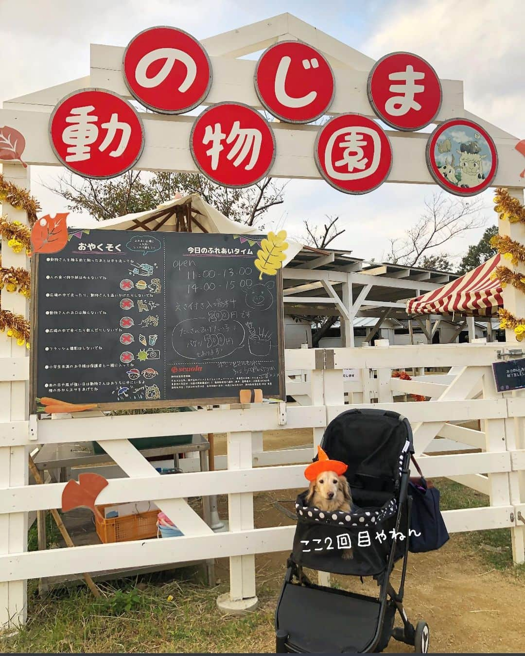 チズさんのインスタグラム写真 - (チズInstagram)「犬生2度目の動物園🐴❤ 優しいポニー🐎とヤギ🐐に癒される✨ #のじま動物園 🐐 #のじまスコーラ  #Mダックス#ダックス#ミニチュアダックス #親父犬#シニア犬#ミニチュアダックスフンド #ミニチュアダックスクリーム#短足部 #短足犬#カニンヘンダックス #ダックス14歳#初老ライフ#親父の日常 🐶#カニンヘンダックスフンド#犬は家族#犬のいる生活#インスタでわんこみるのが日課 ♡♡」11月7日 0時55分 - sqi.chizu