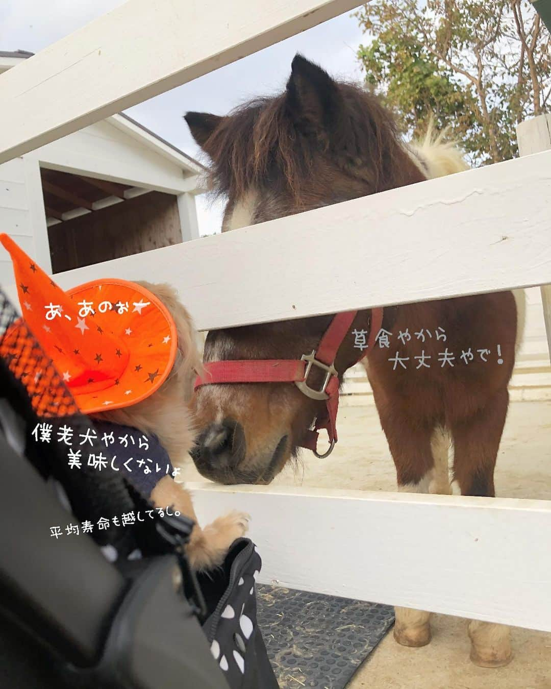 チズさんのインスタグラム写真 - (チズInstagram)「犬生2度目の動物園🐴❤ 優しいポニー🐎とヤギ🐐に癒される✨ #のじま動物園 🐐 #のじまスコーラ  #Mダックス#ダックス#ミニチュアダックス #親父犬#シニア犬#ミニチュアダックスフンド #ミニチュアダックスクリーム#短足部 #短足犬#カニンヘンダックス #ダックス14歳#初老ライフ#親父の日常 🐶#カニンヘンダックスフンド#犬は家族#犬のいる生活#インスタでわんこみるのが日課 ♡♡」11月7日 0時55分 - sqi.chizu