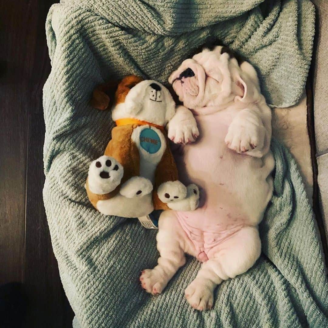 Bodhi & Butters & Bubbahさんのインスタグラム写真 - (Bodhi & Butters & BubbahInstagram)「Just 10 more minutes 💤  . . . . . #friday #feels #cute #bulldog #puppylove #dogsofinstagram #cute #baby #weekend #motivation #nap #life #dog #dogmom #smile #sweet #bestoftheday #bestfriends @gypsy_the_english_bulldog 💗」11月7日 1時22分 - keonistuff