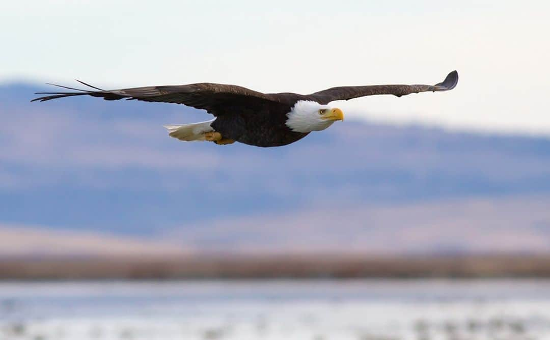 アメリカ内務省さんのインスタグラム写真 - (アメリカ内務省Instagram)「Our national symbol is always an impressive sight to see in the wild. Bald eagles usually #soar with their wings almost flat, and this gliding technique is not only effective, but a great way to identify them. Bald Eagles often live near #rivers, #lakes, and marshes -- where they can find fish, their staple food. #BaldEagles require a good food base, perching areas, and excellent nesting sites. Their habitat includes estuaries, large lakes, reservoirs, rivers, and some seacoasts and they can be found across the country. In winter, the birds congregate in communal roosts near open water in tall trees, allowing them shelter and a chance to spot prey. Photo from Tule Lake National Wildlife Refuge in #California by Sekar Balasubramanian (www.sharetheexperience.org). #usinterior #nationalwildliferefuge #NationalSymbol」11月7日 1時34分 - usinterior