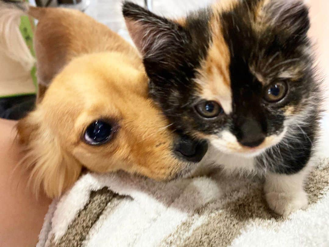 のインスタグラム：「保護猫ちゃんを引き取った🐱  なんとか仲良くなってくれそうでよかった  うに🐶とツナ🐱  #静岡#歌舞伎町#名古屋#新宿 #北新地#ミナミ#両替町 #club jerry#make#beauty #fashion#selfie#style#推し #ヘアメ#ドレス#過去pic #outdoor#ライブ配信#筋トレ #ヨガ#多頭飼い #犬猫多頭飼い」