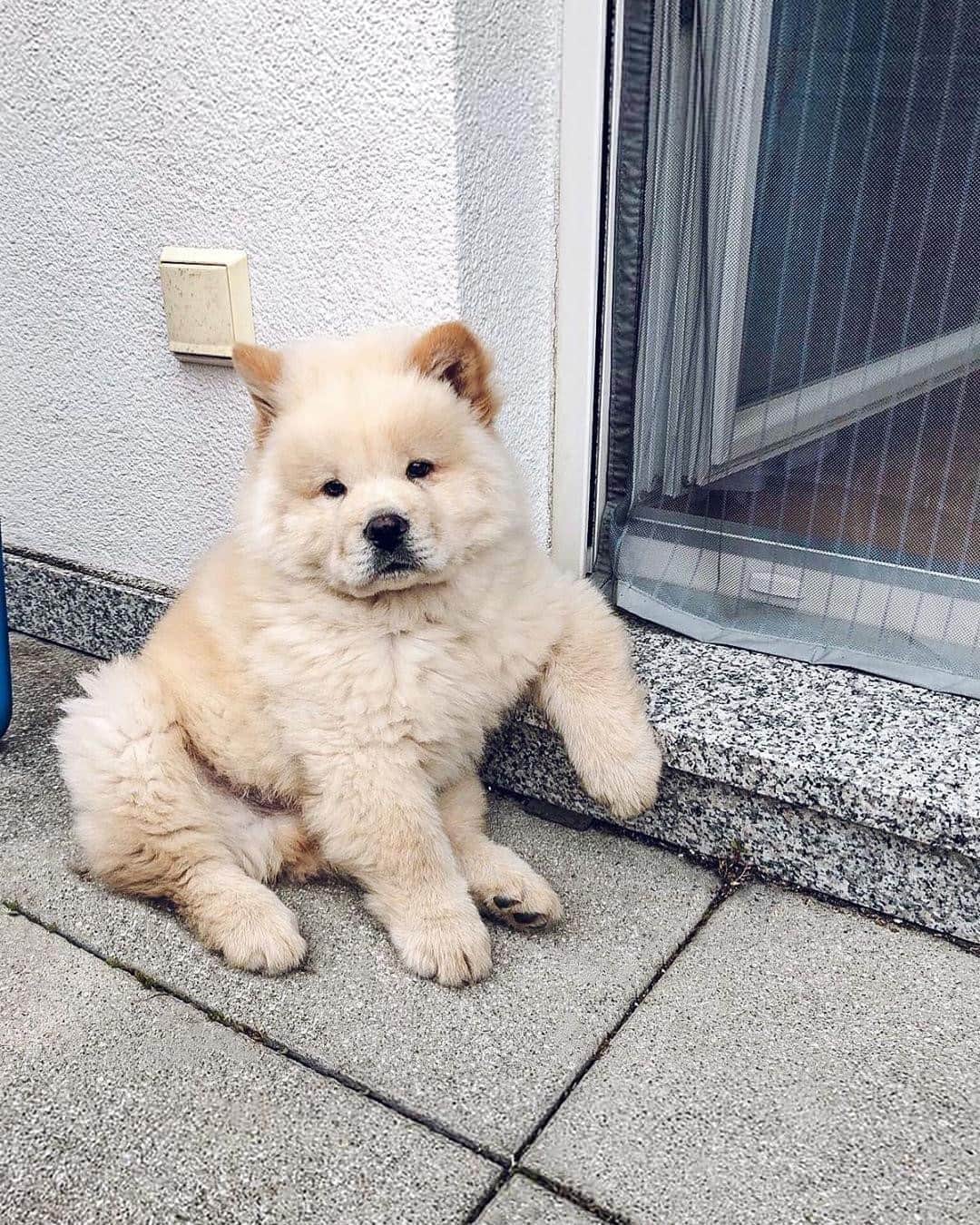 9GAGさんのインスタグラム写真 - (9GAGInstagram)「Am just chillin’⠀ Follow @barked for more cute dogs!⠀ -⠀ 📷 @balouthefluffychow⠀ -⠀ #barked #ChowChow #9gag」11月7日 2時01分 - 9gag