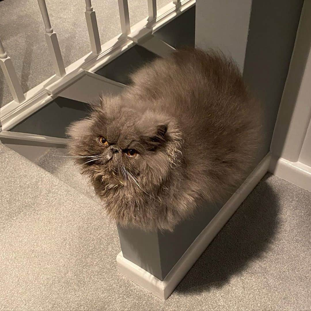 Aww Clubさんのインスタグラム写真 - (Aww ClubInstagram)「You shall not pass⠀ ⠀ 📷@pablo_thepersian⠀ ⠀ #meowed #pablothepersian #pablo #persian #LOTR」11月7日 2時00分 - meowed