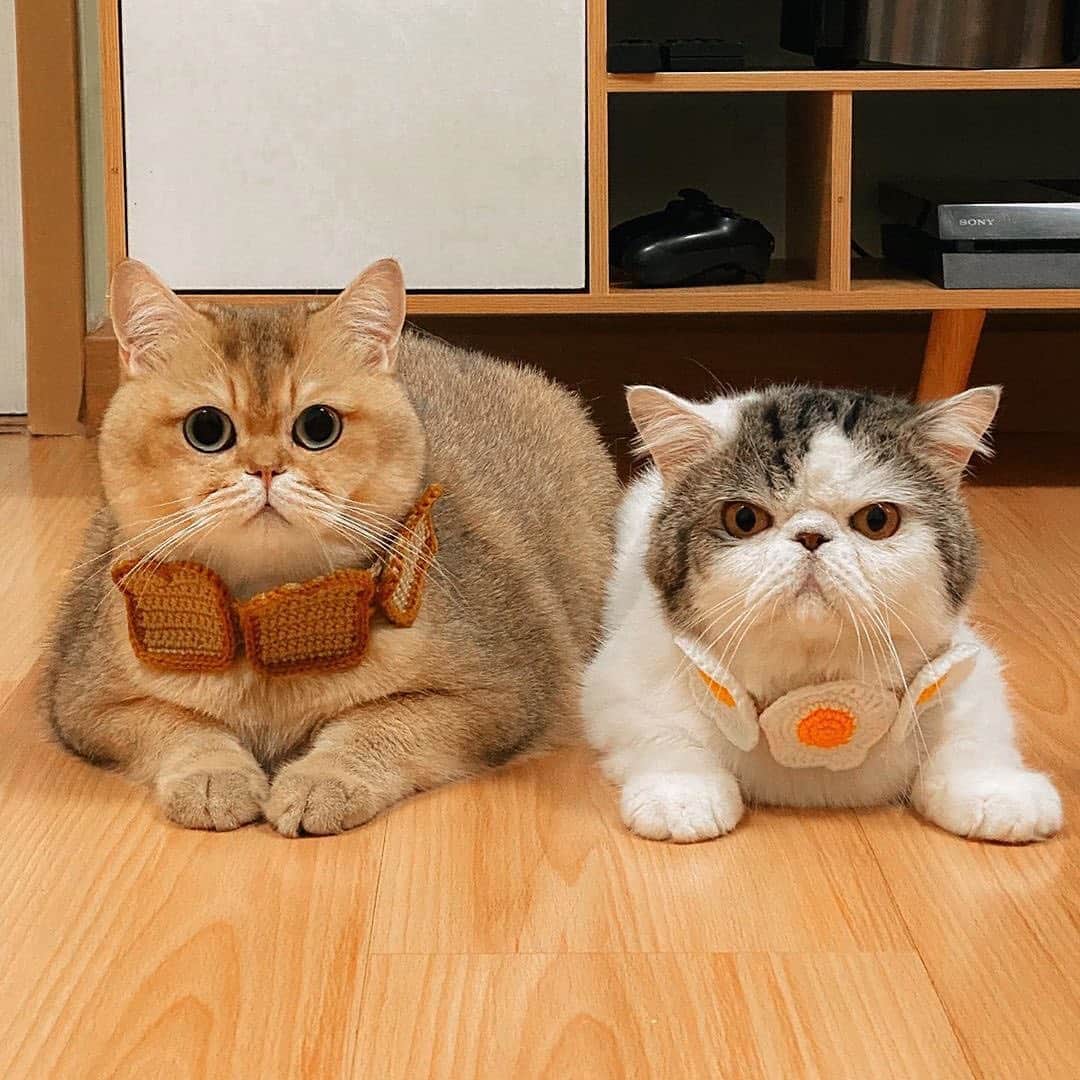 Instagramさんのインスタグラム写真 - (InstagramInstagram)「Here’s a little food for thought. ⁣ 🍞🍳⁣ ⁣ Meet British shorthair Elvis and exotic shorthair Chin (@toasted_elvis) — two princes who are (clearly) breakfast ready.⁣ ⁣ #WeeklyFluff⁣ ⁣ Photos by @toasted_elvis」11月7日 2時13分 - instagram