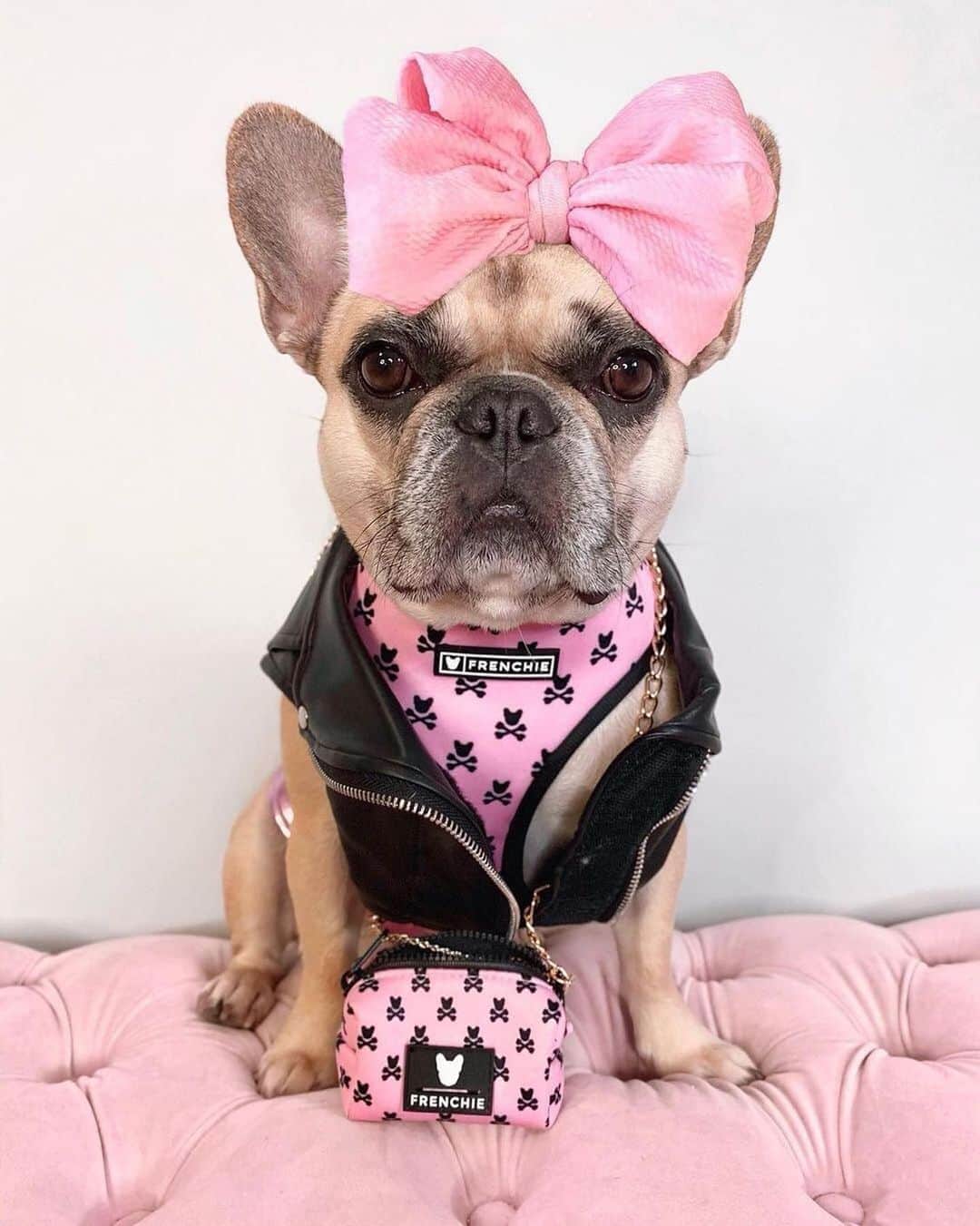 Regeneratti&Oliveira Kennelのインスタグラム：「I tried to be good but I got bored ☠️💖😉 @the.princess.mini The Bad to the Bone Collection is fully stocked in both colors! . . SHOP the Bad to the Bone Collection only at www.frenchie.com 🐾 . . #frenchiepetsupply #frenchiesofinsta #pugsofinsta #frenchbulldog #frenchiesofinstagram #pug #frenchies #reversibleharness #frenchiehoodie #thedodo #frenchieharness #dogclothes #dogharness #frenchiegram #dogsbeingbasic #frenchieoftheday #instafrenchie #bulldogs #dogstagram #frenchievideo #cutepetclub #bestwoof #frenchies1 #ruffpost #bostonterrier #bostonsofig #animalonearth #animallover #dogs」