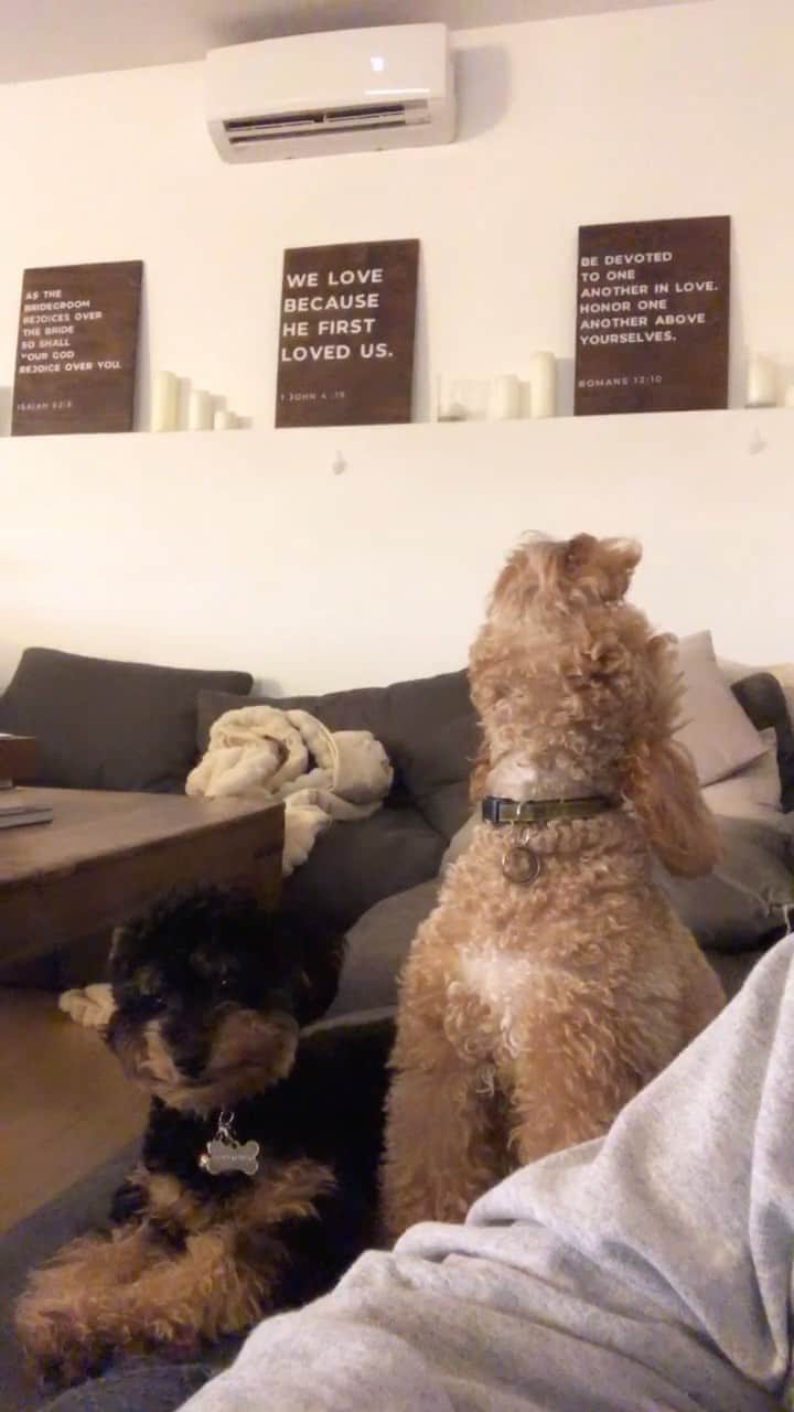 トーライ・ケリーのインスタグラム：「@frodomurillo showing @dobbymurillo how it’s done」