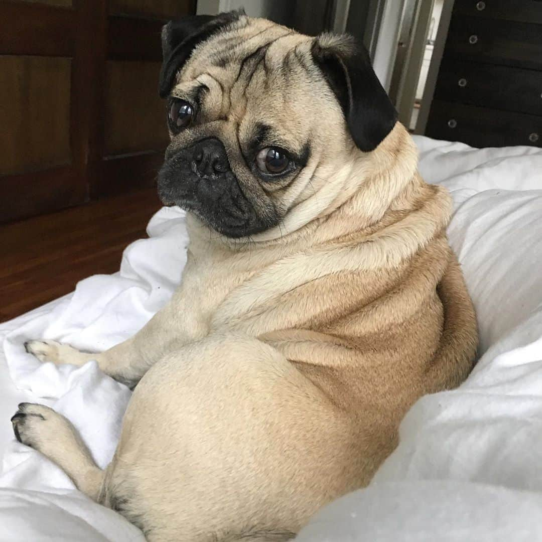 itsdougthepugさんのインスタグラム写真 - (itsdougthepugInstagram)「“U can’t say no to this face or these rolls“ -Doug」11月7日 3時10分 - itsdougthepug