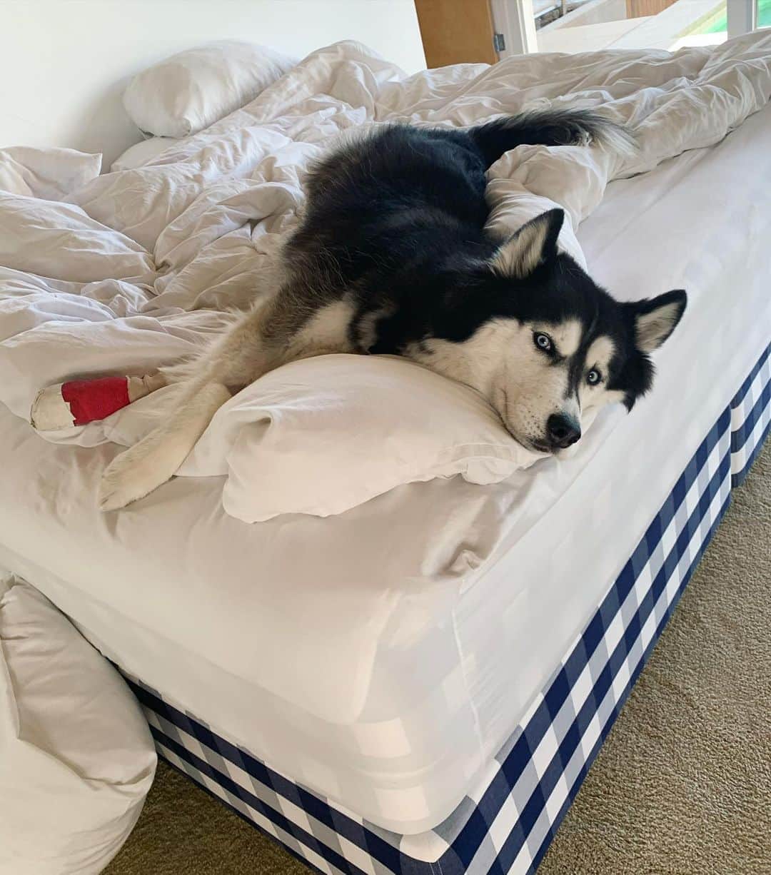 Lana Zakocelaのインスタグラム：「Little baby Mishka had a surgery on her paw 🐾! She is good now! And she is definitely aloud on the bed! 🧸🙄 #husky」