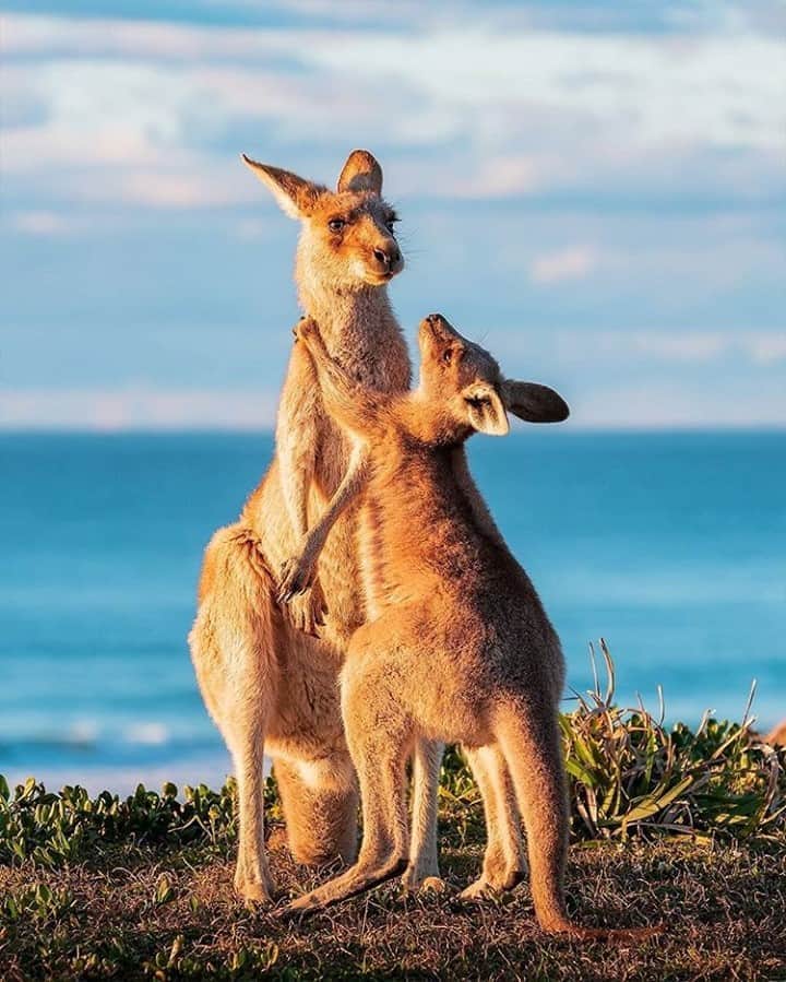 Australiaさんのインスタグラム写真 - (AustraliaInstagram)「"I'm telling you, we could totally be influencers" 🦘📸 We tend to agree with these photogenic #kangaroos, who put on a show for @liamhardyphoto at #YuraygirNationalPark. Located between #Yamba and @coffscoastnsw, Yuraygir is the longest stretch of undeveloped coastline in @visitnsw. The striking cliffs, rocky headlands, quiet beaches, and scenic walking trails make it the perfect spot for a camping trip with lots of wildlife to see, idyllic picnic spots and the vast coastline for swimming, fishing and exploring. #seeaustralia #NewSouthWales #LoveNSW #ilovesydney #CoffsCoast #holidayherethisyear」11月7日 4時00分 - australia