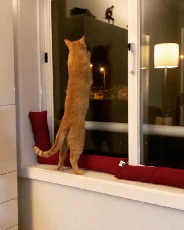 The Cats Of Instagramのインスタグラム：「#Repost • @mr.pinto_thecat See? This is how you clean them windows!!」