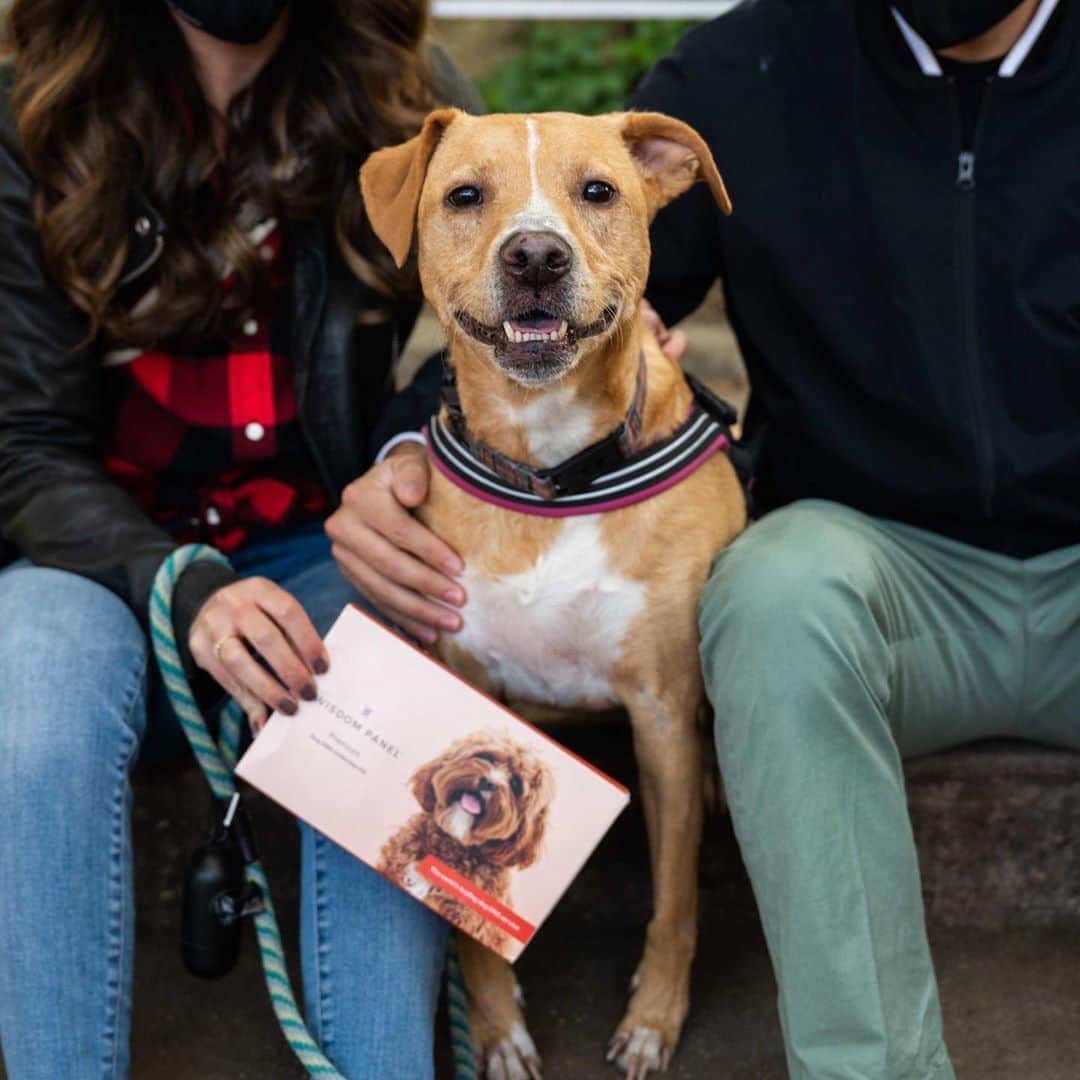 The Dogistさんのインスタグラム写真 - (The DogistInstagram)「GUESS THAT DOG BUTT with @wisdompanel! – Shelly, mix (7 y/o), Astoria Park, Queens, NY • “She ran out of our house in Long Island and we found her staring face-to-face with a horse. Luckily we were able to grab her. She’s a rescue from @animal_lighthouse.” What mix do you think Shelly is? Guess her breed breakdown below – we’ll be posting the results in stories tomorrow. Get your own #WisdomPanel DNA kit at the link in bio!」11月7日 4時31分 - thedogist