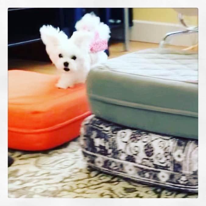Kodie Bearさんのインスタグラム写真 - (Kodie BearInstagram)「🙆🏻💭WOW, I didn’t know Somie had Big Fluffy ears! 🐹😅」11月7日 4時31分 - kodietheyorkie