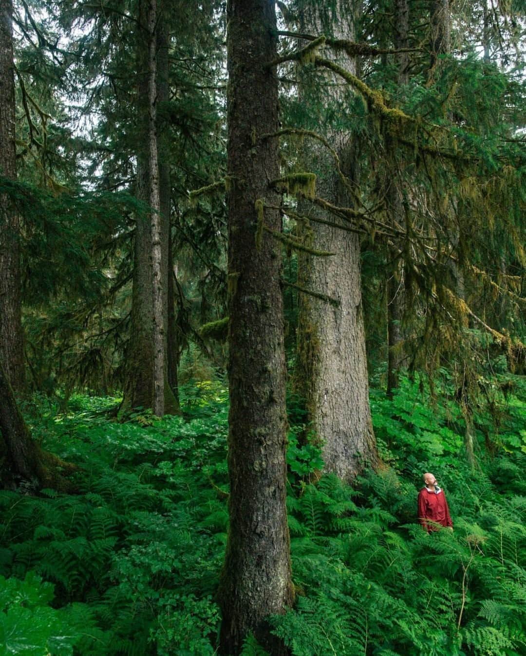 National Geographic Travelさんのインスタグラム写真 - (National Geographic TravelInstagram)「Photo by @joshuacogan / Conservationist Bob Claus stands among some of the largest remaining trees in the Tongass National Forest near the Thorne River on Prince of Wales Island in Alaska. The trees in this part of the forest have the southernmost exposure in the Tongass, thereby getting a longer growing season. This, in addition to the rich soils provided by the river, has allowed robust growth for these 1,200- to 1,500-year-old spruces and cedars. This particular patch is protected by Congress, but the rest of this national forest remains in peril as a result of the Trump Administration's efforts to open up to half of the forest to logging.  To learn more about efforts to preserve the Tongass and the complex issues surrounding it, follow me @joshuacogan. #Tongass #ourpubliclands」11月7日 4時37分 - natgeotravel