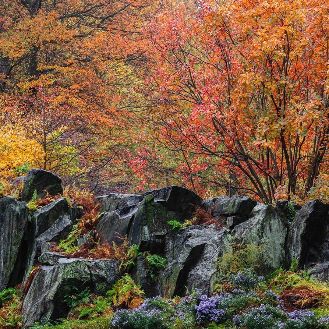 ニューヨーク植物園のインスタグラム：「Everywhere you look, November is painting NYBG with fall color. . From the rock outcroppings of the Azalea Garden, to the Bronx River and the Thain Forest, our many gardens and landscapes have been transformed for the season. See them this weekend, and find your favorite escape. . #plantlove #AllInNYC」