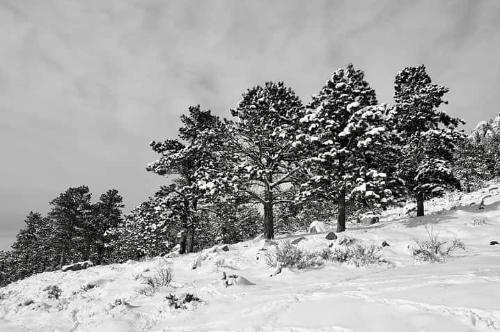 NikonUSAさんのインスタグラム写真 - (NikonUSAInstagram)「Here are a few favorites from #NikonAmbassador @DebSandidge’s snowy last November near Boulder and Bear Lake in Rocky Mountain National Park, CO. Photographed with the Nikon Z 7 using the in-camera creative Graphite Picture Control for high contrast B&W imagery. ☁️📷❄️🤍  #Nikonnofilter #nikonambassador #november #travelphotography #blizzard #snow #boulder」11月7日 5時06分 - nikonusa