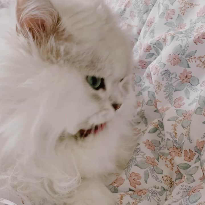 후추네큰언니のインスタグラム：「고양이세수.... 참 열심히도 함 😌  평소엔 안그러는데 저렇게 세수하면서 눈 위를 엄청 비비듯이? 그러면 또 눈 위에 한 순간 붉어지고 다시 가라앉고 하는데 건조해서 그런걸까요 🤔  #후추  #고양이  #냥스타그램 #캣스타그램  #Hoochu #Hoochuthecat #cat #cats #catstagram #catsofinstagram #topcatphoto #bestmeow #ilovecat #cute #fluffy #petstagram #instacats」