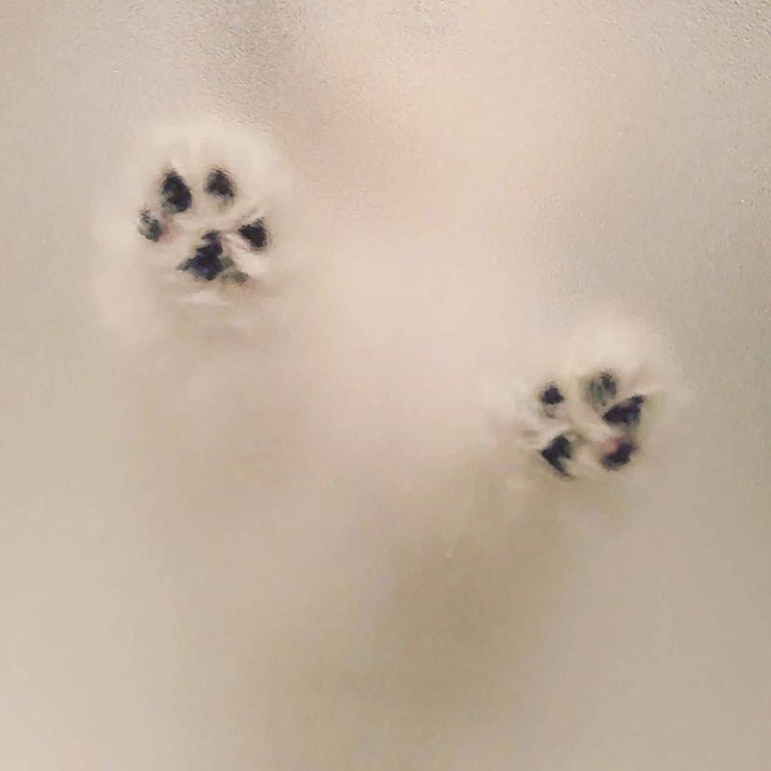 美月リカのインスタグラム：「🐾🤍」