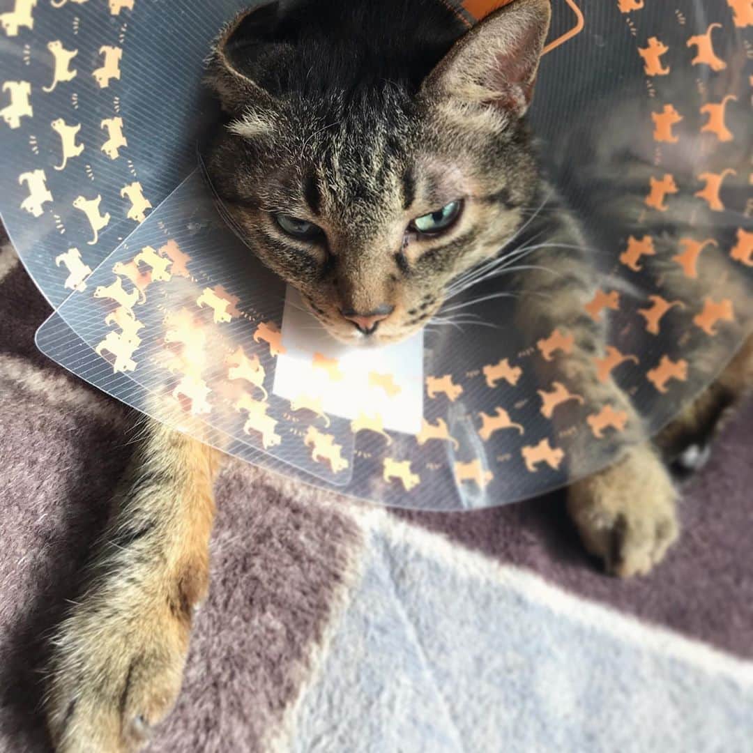 小嶋晶子のインスタグラム：「She got up on the wrong side of the bed. 🐈🔥☀️🐾 #cat #cats #browntabby #catsofinstagram #catstagram #neko #nekostagram #ねこ #ねこ部 #ねこすたぐらむ #きじとら #きじとらねこ #きじとら女子 #きじとら部 #ネコ #ネコ部  #キジトラ #キジトラネコ #キジトラ部 #かぎしっぽ #かぎしっぽ猫部 #カギしっぽ #カギしっぽ猫 #お腹ハゲてる #足の裏もハゲてる」