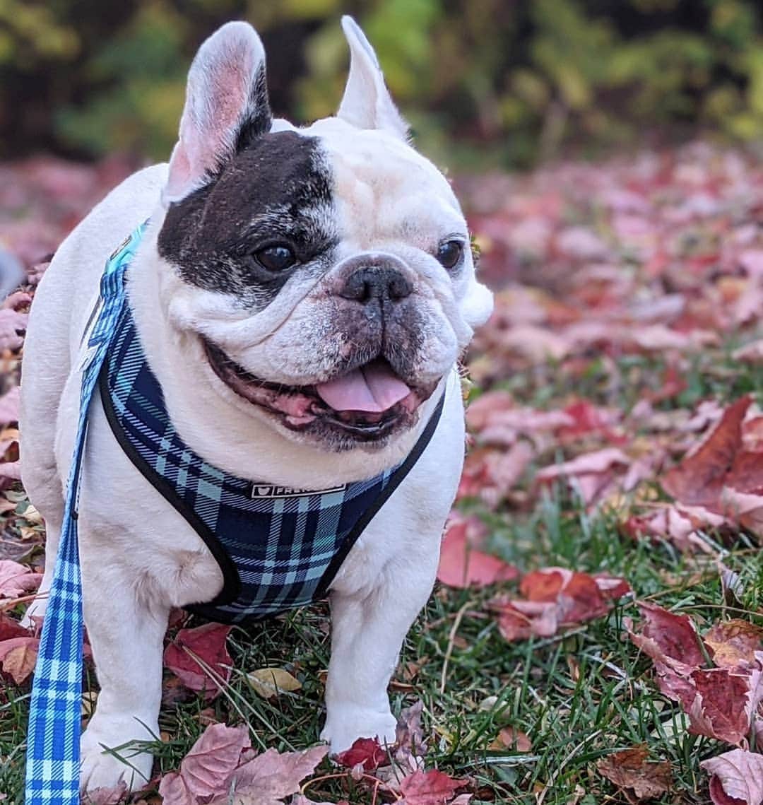 Manny The Frenchieのインスタグラム：「Crisp fall days are the best! 🍂🌿🍁🍃」