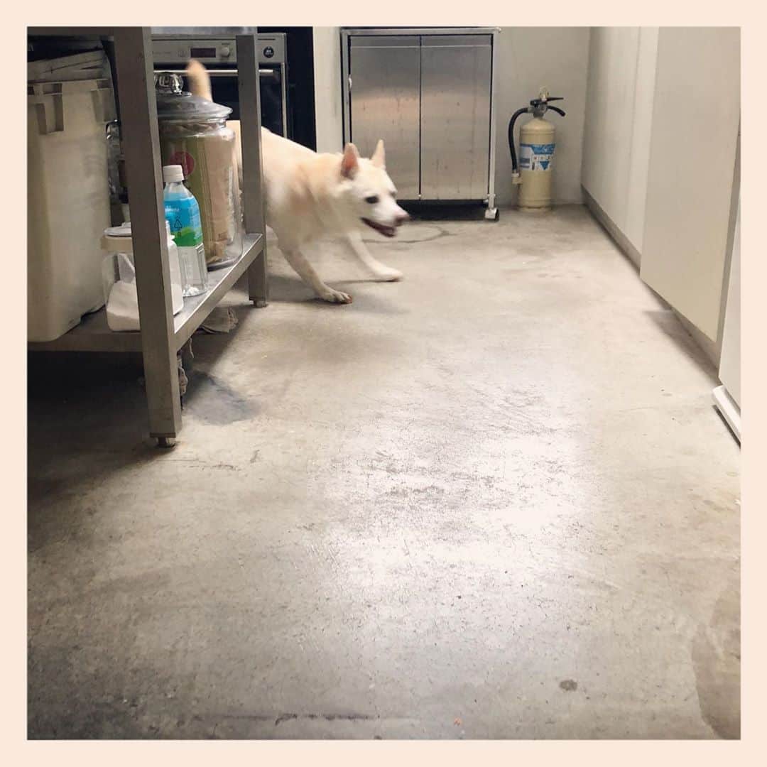 パンといっぴきのインスタグラム：「久しぶりに💨💨  #元保護犬 #雑種犬 #crossbreed #mixdog #キップル14歳 #走る犬」