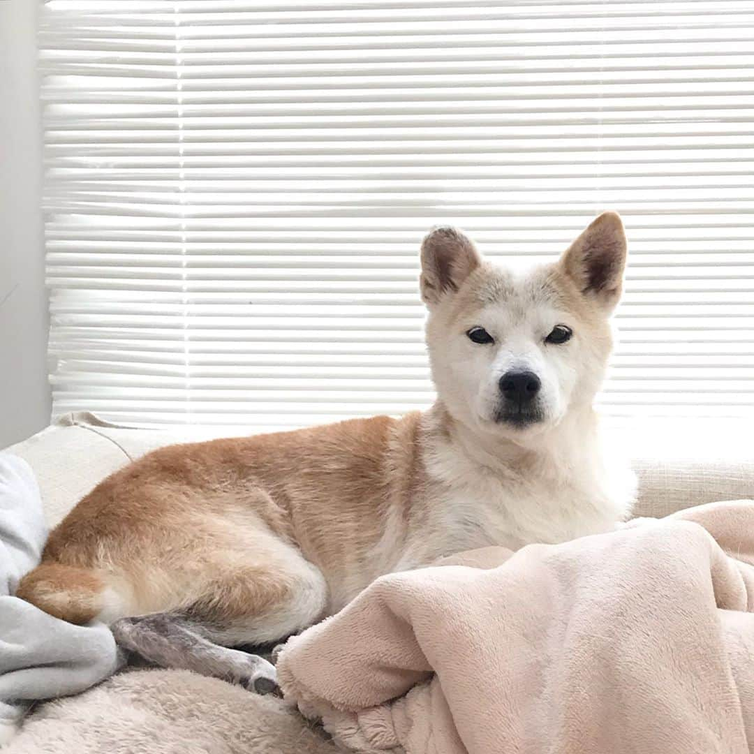 柴犬リリコさんのインスタグラム写真 - (柴犬リリコInstagram)「自分の朝ごはん🥣食べたのにママのベーグル🥯をじっと見つめるリリコさん🐶お顔まわりにやっと冬毛が生えてきて少しふっくらしてきました🧣 #おはヨーグルト #目は口ほどに物を言う #何か言いたげ」11月7日 8時52分 - ke_rock_