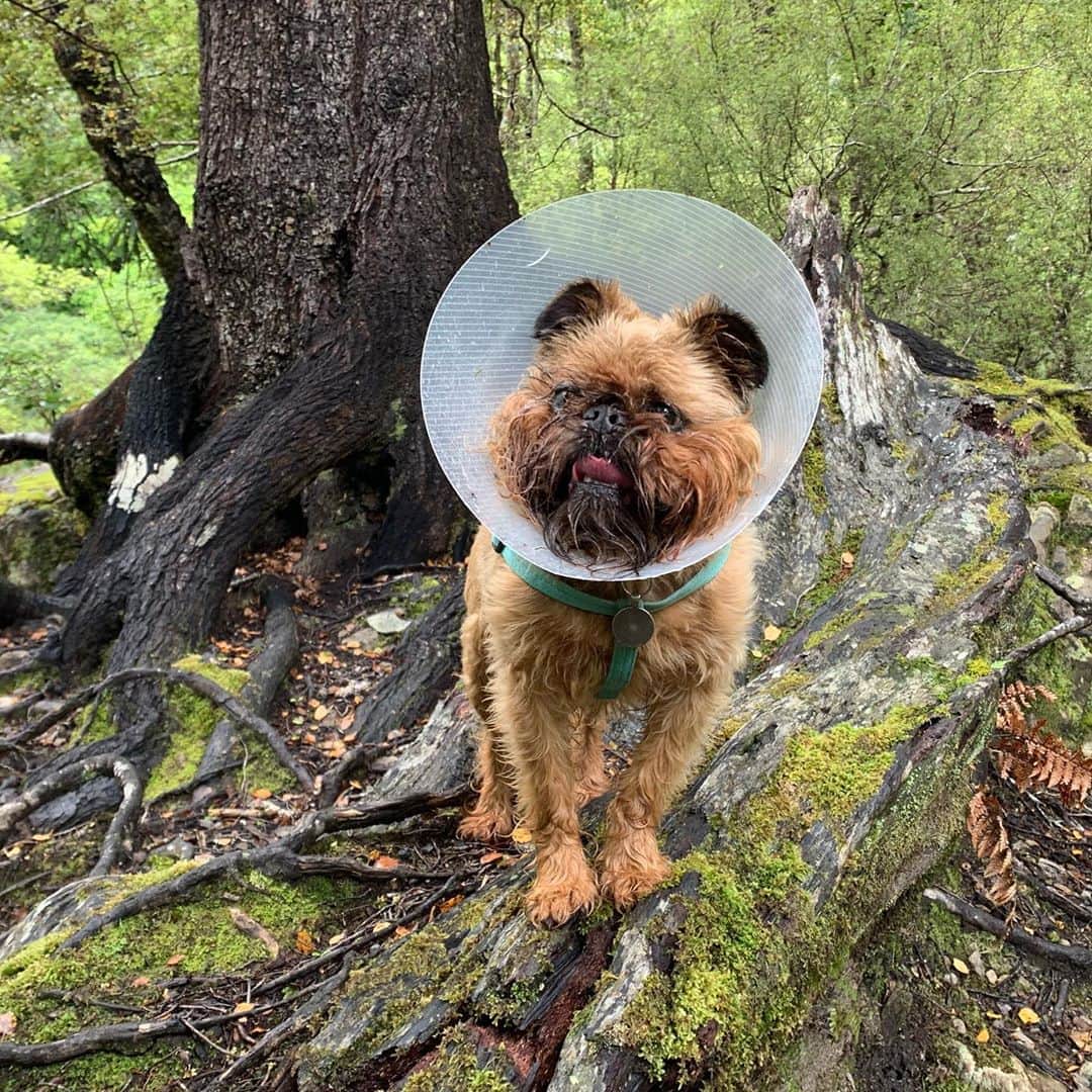 Digby & Aloのインスタグラム：「Went to Rivendell, looked cuter than Orlando ✅ 👏🏻」