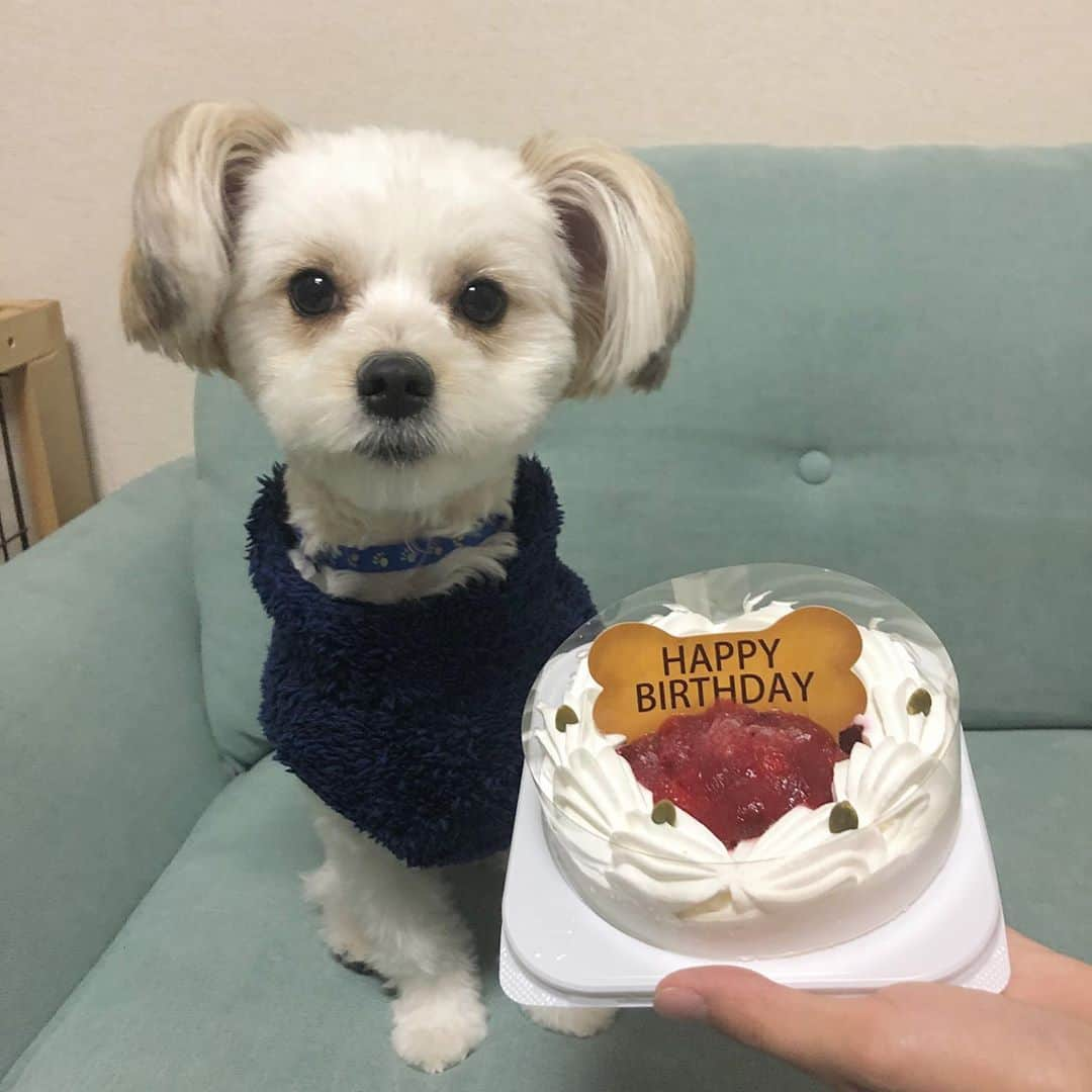 Shinjyu Lou Reid/リード真珠のインスタグラム：「Happy birthday to our Jack boy 🥳 11/6で1歳になったジャック☺️💓 すでに沢山の場所に出かけて、沢山の人に出会って、色んなことを一緒にやってきたね❤️ ジャックにとって素敵な1年間だったら嬉しいな😌 これからもずっとずっと健康に楽しく過ごそうね💓 1年の振り返りで10枚選んだけど選びきれない😭」