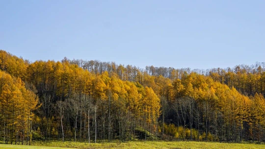 あかん遊久の里 鶴雅さんのインスタグラム写真 - (あかん遊久の里 鶴雅Instagram)「カラマツの黄葉が美しい季節です。 道東の道なりを彩ってくれています。  針葉樹は紅葉しないと思っていましたが、カラマツは黄色く色づくんだそうです。 黒い幹とのコントラストがパリッとしていて綺麗ですよ。 ・ ・ ・ #hokkaido#hokkaidotrip#hokkaidolikers#hokkaidosgram#ig_japan#ホテル#温泉#旅行好きな人と繋がりたい#旅#旅に出よう#旅したくなるフォト#お出かけ#国内旅行#温泉旅行#阿寒湖温泉 #北海道#北海道旅行#道東#鶴雅で北海道#鶴雅#鶴雅リゾート#鶴雅写真倶楽部#景色#風景#風景写真#カラマツ#黄葉」11月7日 9時23分 - tsuruga_akan