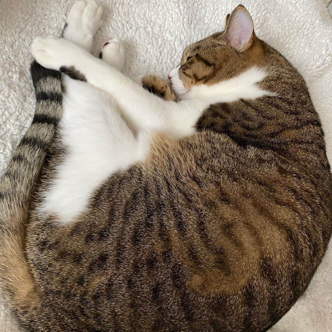 野本かりあのインスタグラム：「私のお腹の上で暖を取ってから、眠るひと。 良い週末を❤️ #lukarly #catsofinstagram #にゃんすたぐらむ」