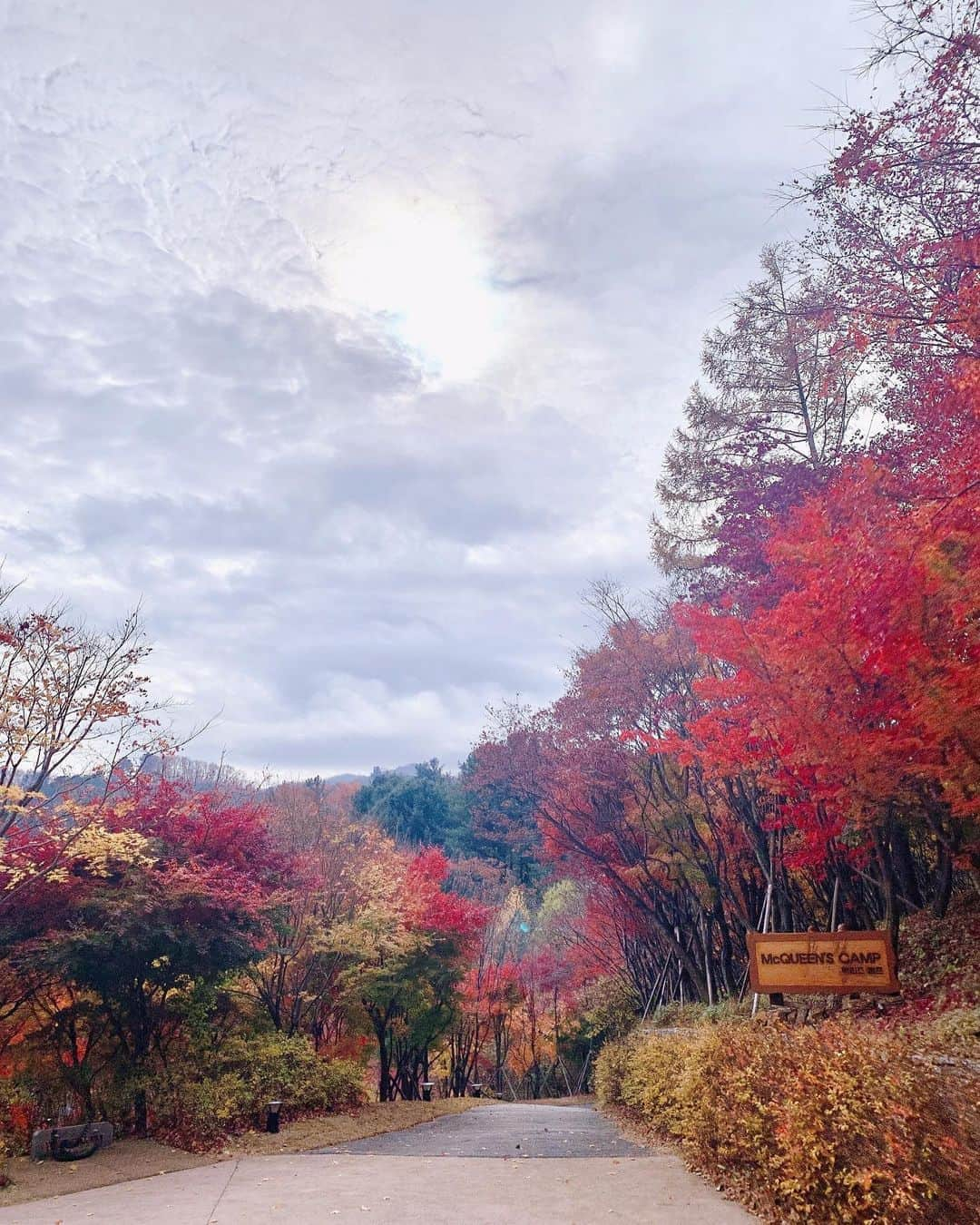 パク・シヨンのインスタグラム：「물감을 뿌려놓은 듯 아름다운🍁」