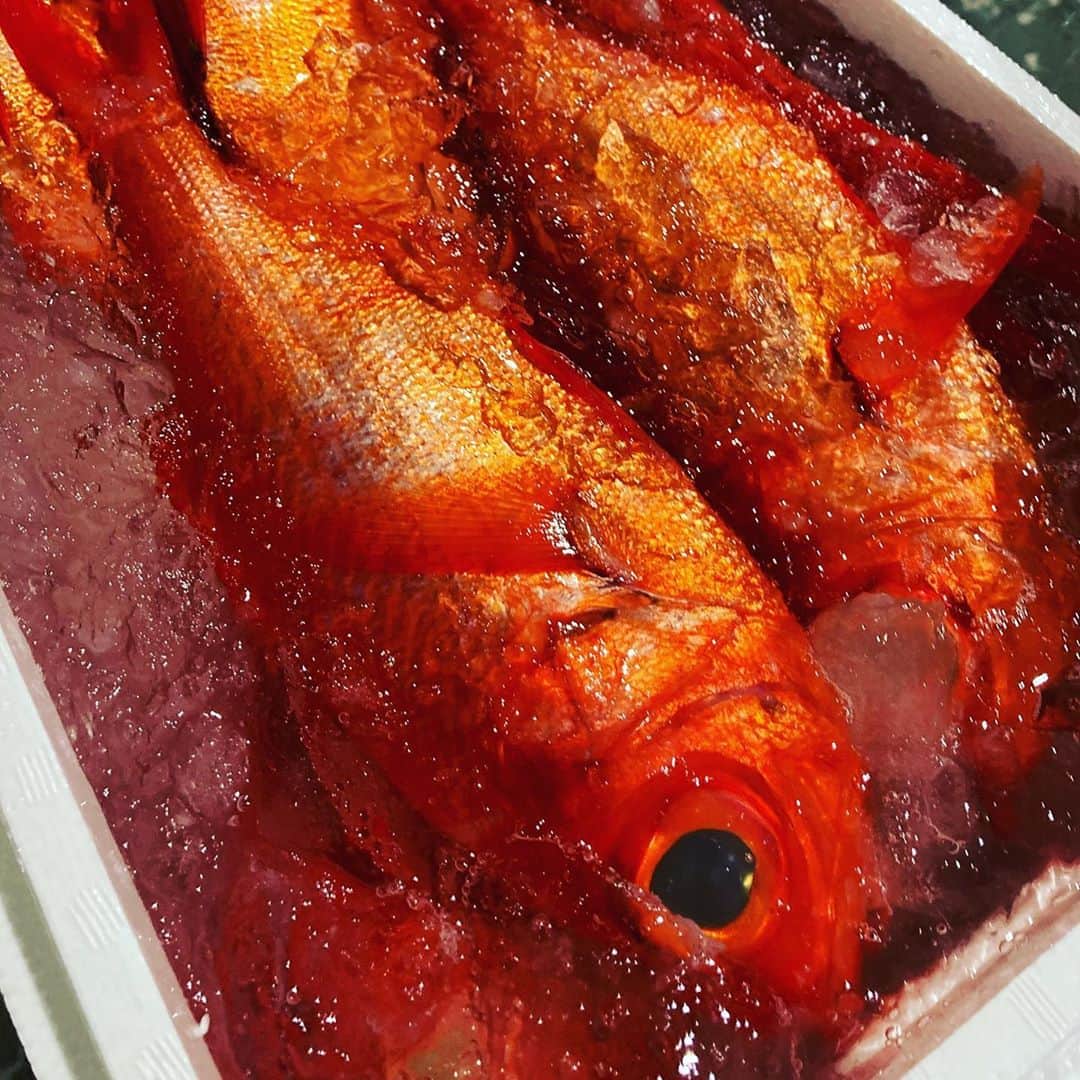 のインスタグラム：「11月7日 東京に居ると感じないのですが全国的にシケの様子なのでお魚少なめですが本日も鮮魚揃えさせて頂きました！ ただ今様々な地域で56店舗展開させて頂いてる魚金ですがその内13店舗はイタリアン、フレンチの洋食業態です！ 今日は週末のプチ贅沢を堪能して頂きたく洋食全店に600gサイズの銚子の地金目を仕入れてみました！ローストやアクアパッツァやブイヤベースなどで魚介を堪能して頂ければと思います！その他淡路の活けスミイカや青森のまだ小さいですがワカサギもフリットなどでご用意する予定です！ 洋食でもやっぱりウオキンって仕入れを致しましたので心よりお待ちしております。  仕入部　片之坂 #まぐろ#新橋#玉子#居酒屋#銀座#京橋#マグロ#海鮮丼#刺身#吉祥寺#オイスター#秋#ビール#ひやおろし#刺身盛り合わせ#金目鯛#渋谷#魚好きと繋がりたい #レモンサワー#台風#神楽坂#横浜グルメ#飲酒タグラム#たまご#日本酒好きな人と繋がりたい #クラフトビール#お寿司#おでん#yummy」