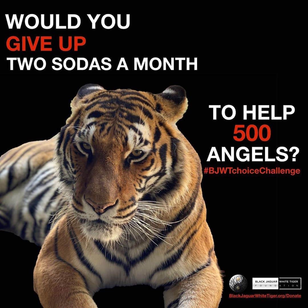 Black Jaguar-White Tiger さんのインスタグラム写真 - (Black Jaguar-White Tiger Instagram)「Your donation saves lives. Active link to donate on our bio or at www.BlackJaguarWhiteTiger.org/Donate」11月7日 9時52分 - blackjaguarwhitetiger