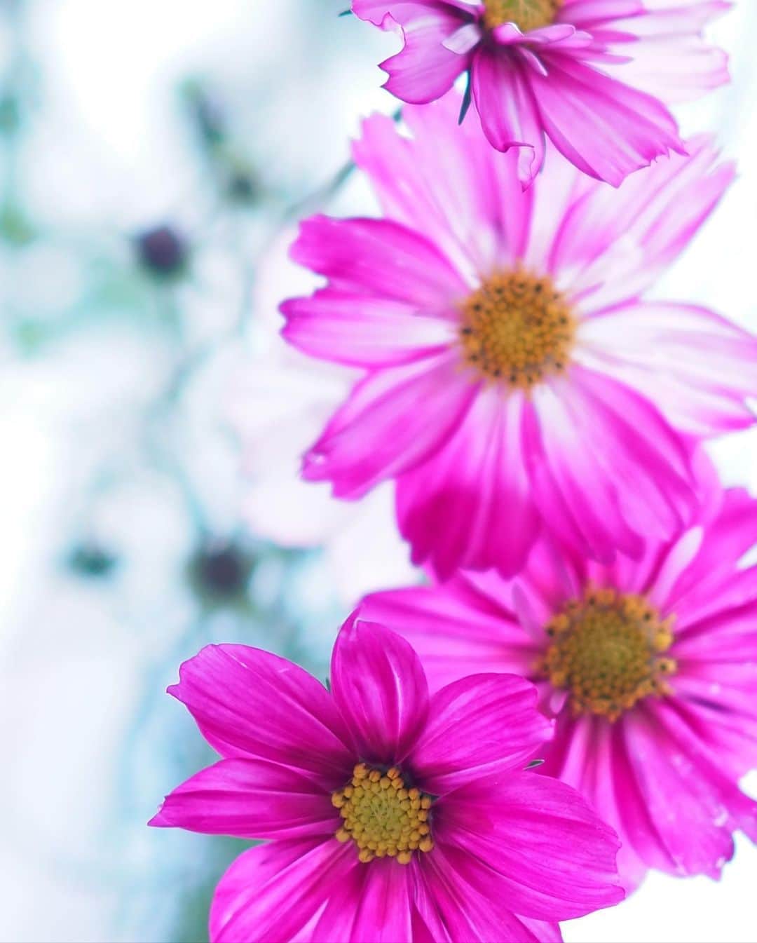 田中亜希子さんのインスタグラム写真 - (田中亜希子Instagram)「おはようございます😃  今朝は可愛いかわいい秋桜がリビングで出迎えてくれました。 白の多いインテリアなので、色の花がよく映えます＾＾  本日もご機嫌に過ごしましょ♪ みなさま楽しい週末を👋 #flowers  #花#コスモス」11月7日 10時06分 - akiico