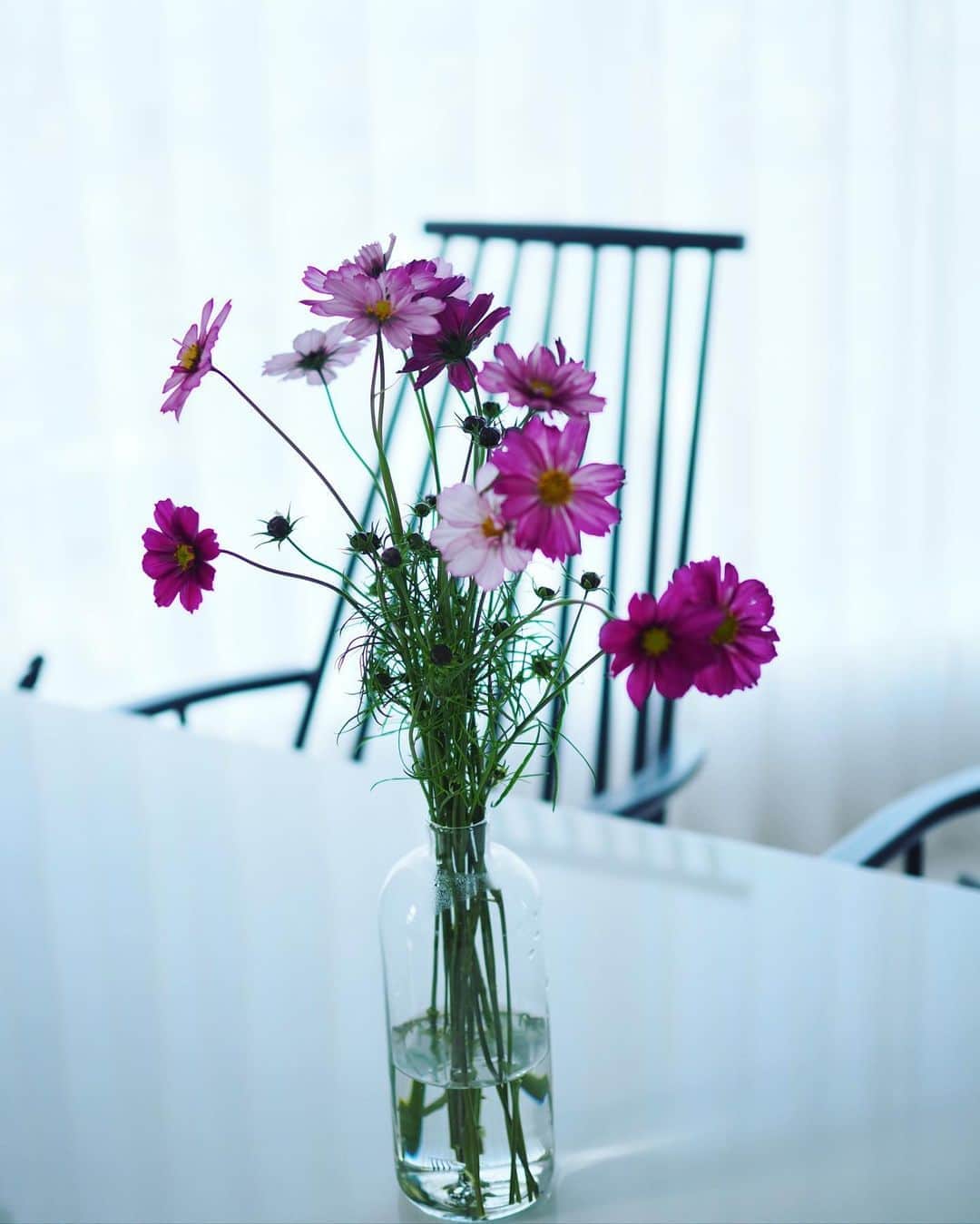 田中亜希子さんのインスタグラム写真 - (田中亜希子Instagram)「おはようございます😃  今朝は可愛いかわいい秋桜がリビングで出迎えてくれました。 白の多いインテリアなので、色の花がよく映えます＾＾  本日もご機嫌に過ごしましょ♪ みなさま楽しい週末を👋 #flowers  #花#コスモス」11月7日 10時06分 - akiico